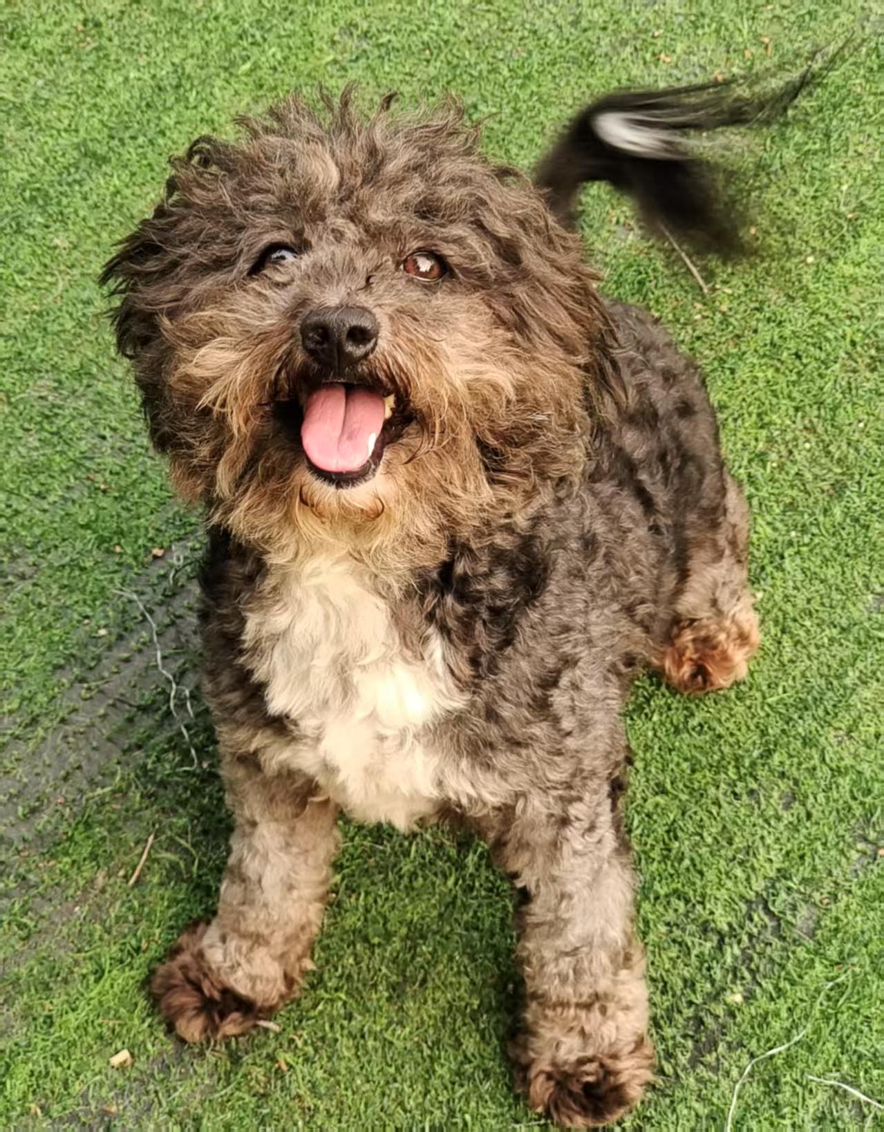 Enlarge Nala, a Adopted Poodle (Toy) in Richmond, BC image 2/4