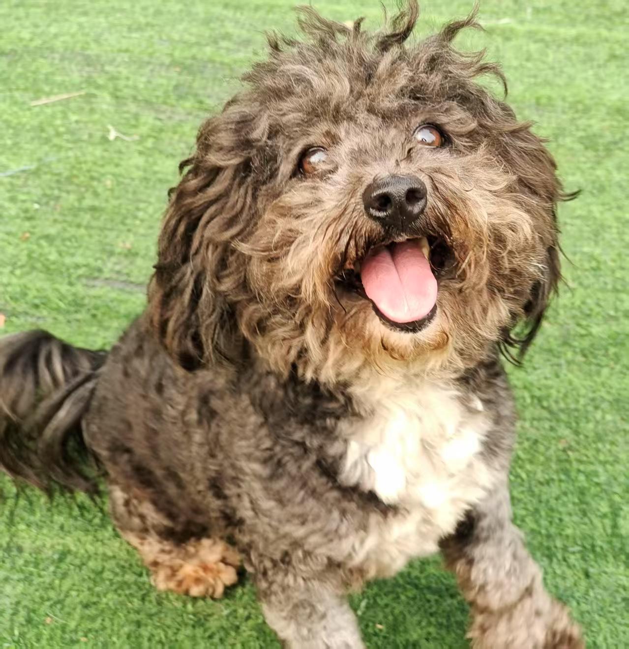 Enlarge Nala, a Adopted Poodle (Toy) in Richmond, BC image 4/4