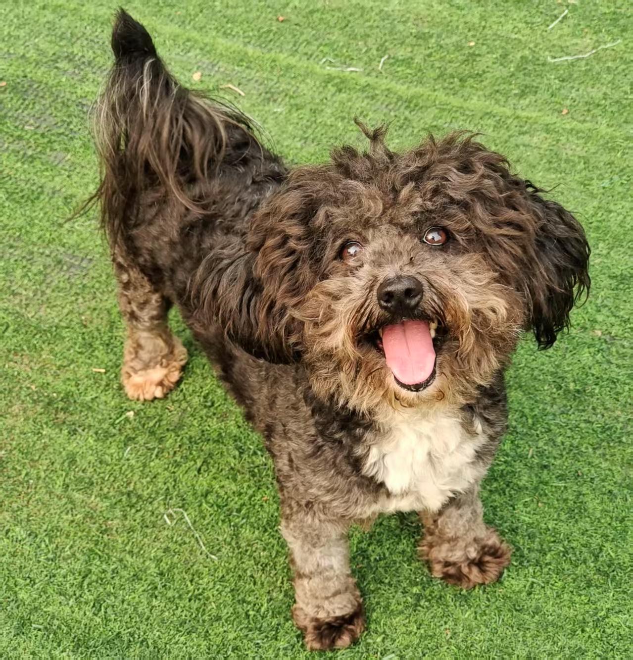 Enlarge Nala, a Adopted Poodle (Toy) in Richmond, BC image 1/4