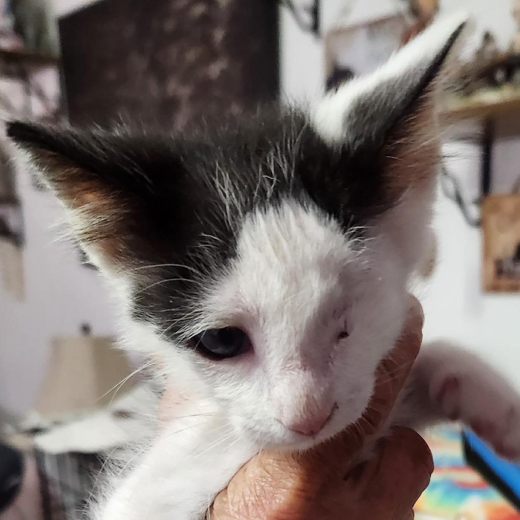 B-Popeye, Adoptable, Young Male Domestic Short Hair.