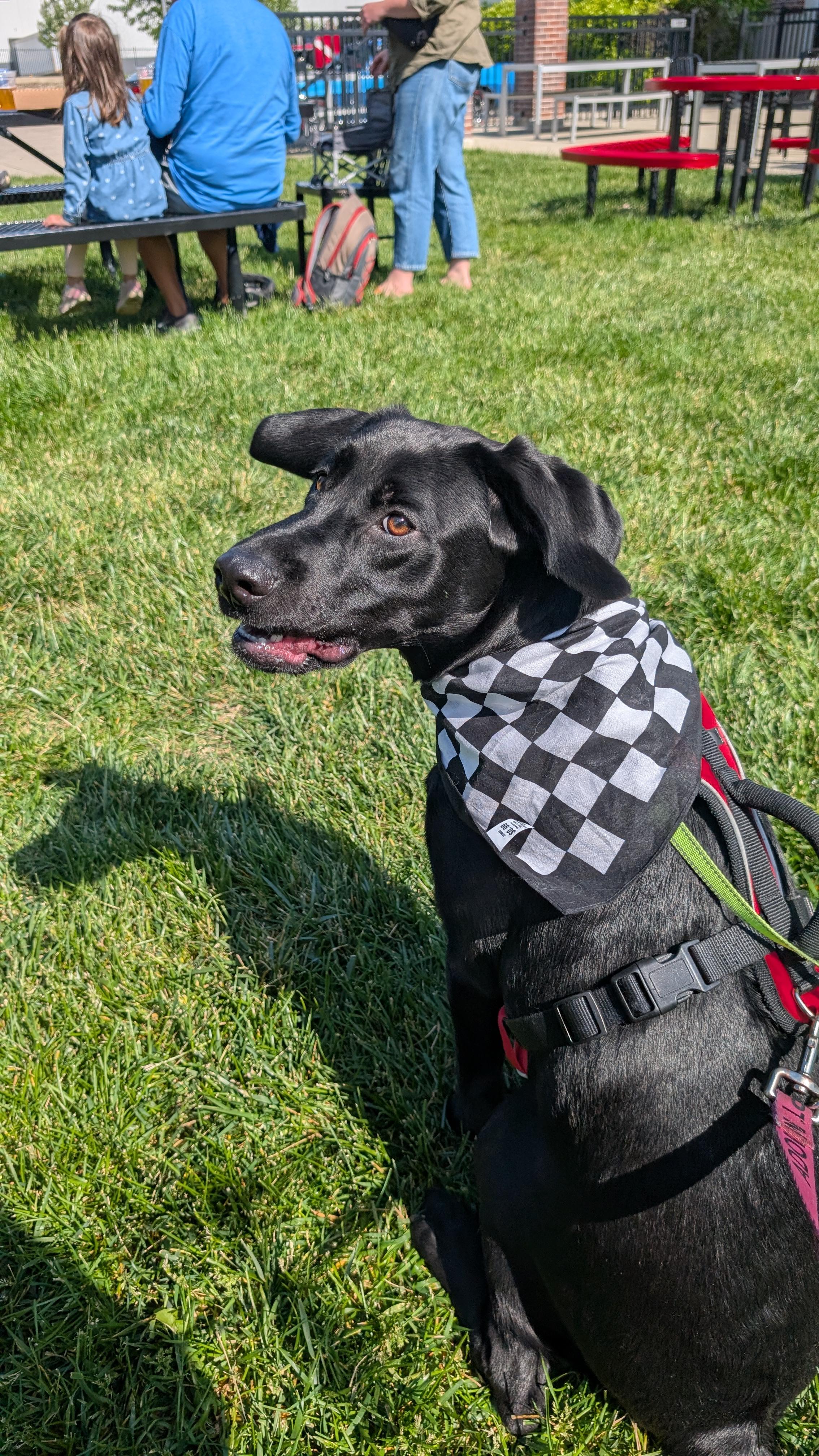 Enlarge Buzz, a Adoptable Labrador Retriever in Indianapolis, IN image 5/5