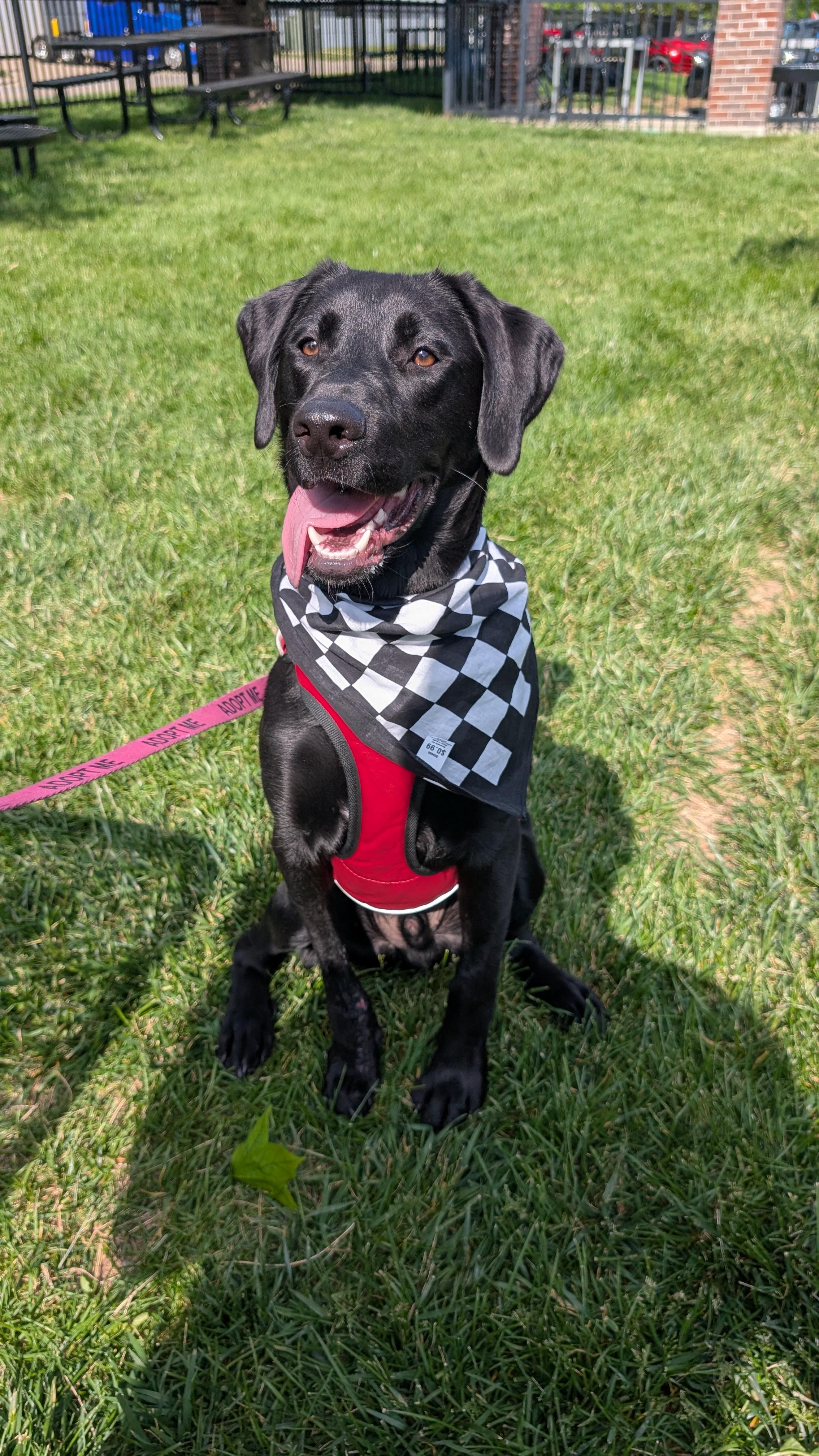 Enlarge Buzz, a Adoptable Labrador Retriever in Indianapolis, IN image 3/5