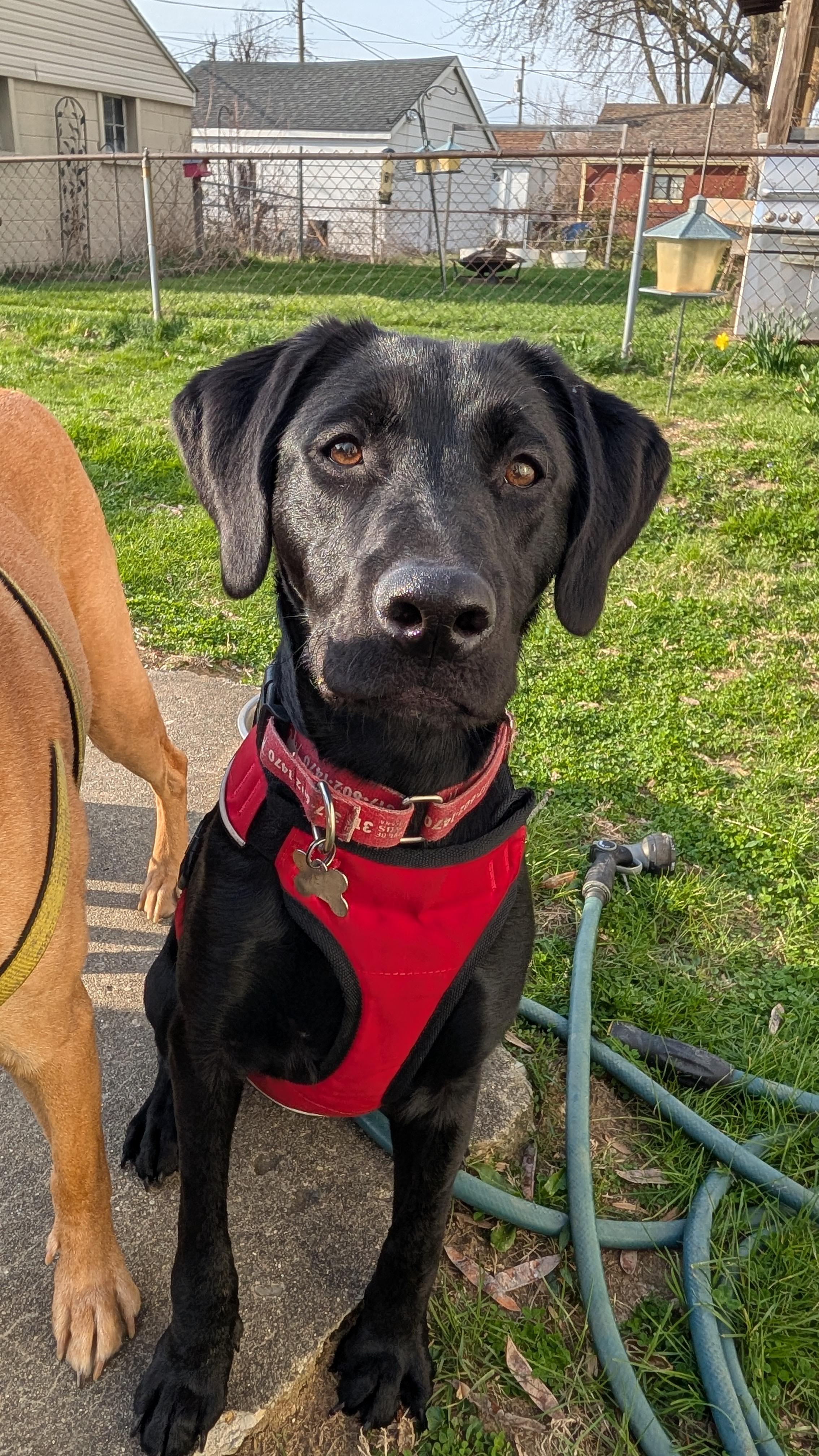 Buzz, Adoptable, Puppy Male Labrador Retriever.
