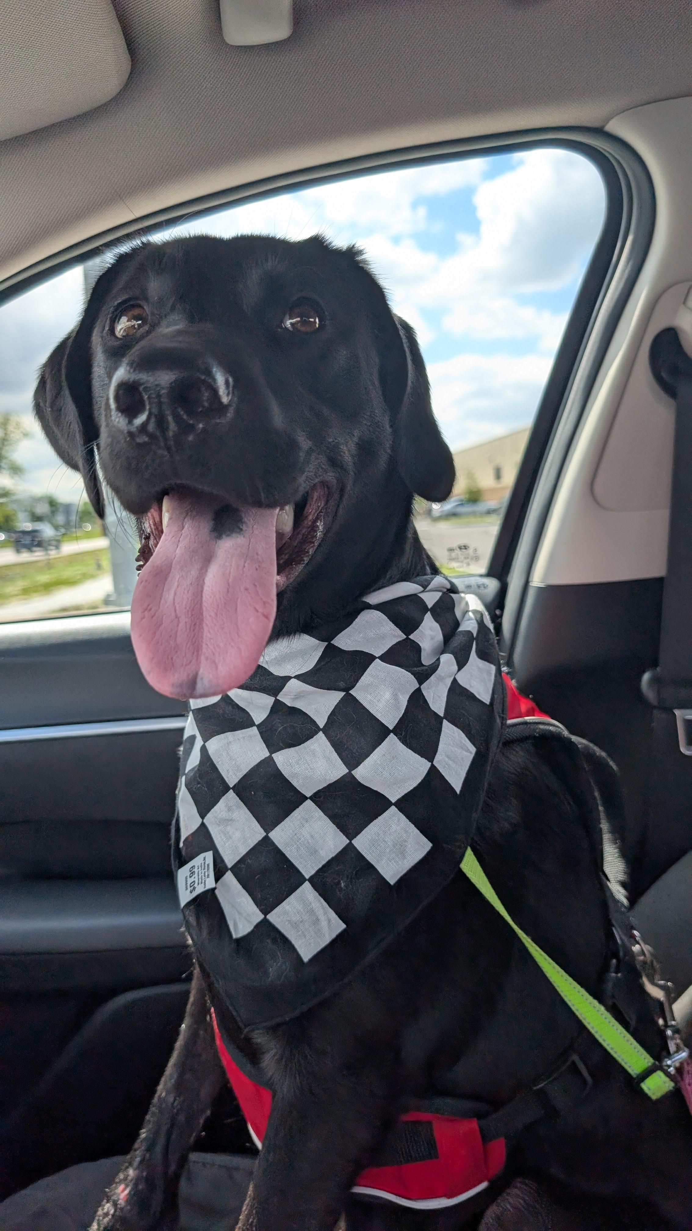 Enlarge Buzz, a Adoptable Labrador Retriever in Indianapolis, IN image 2/5
