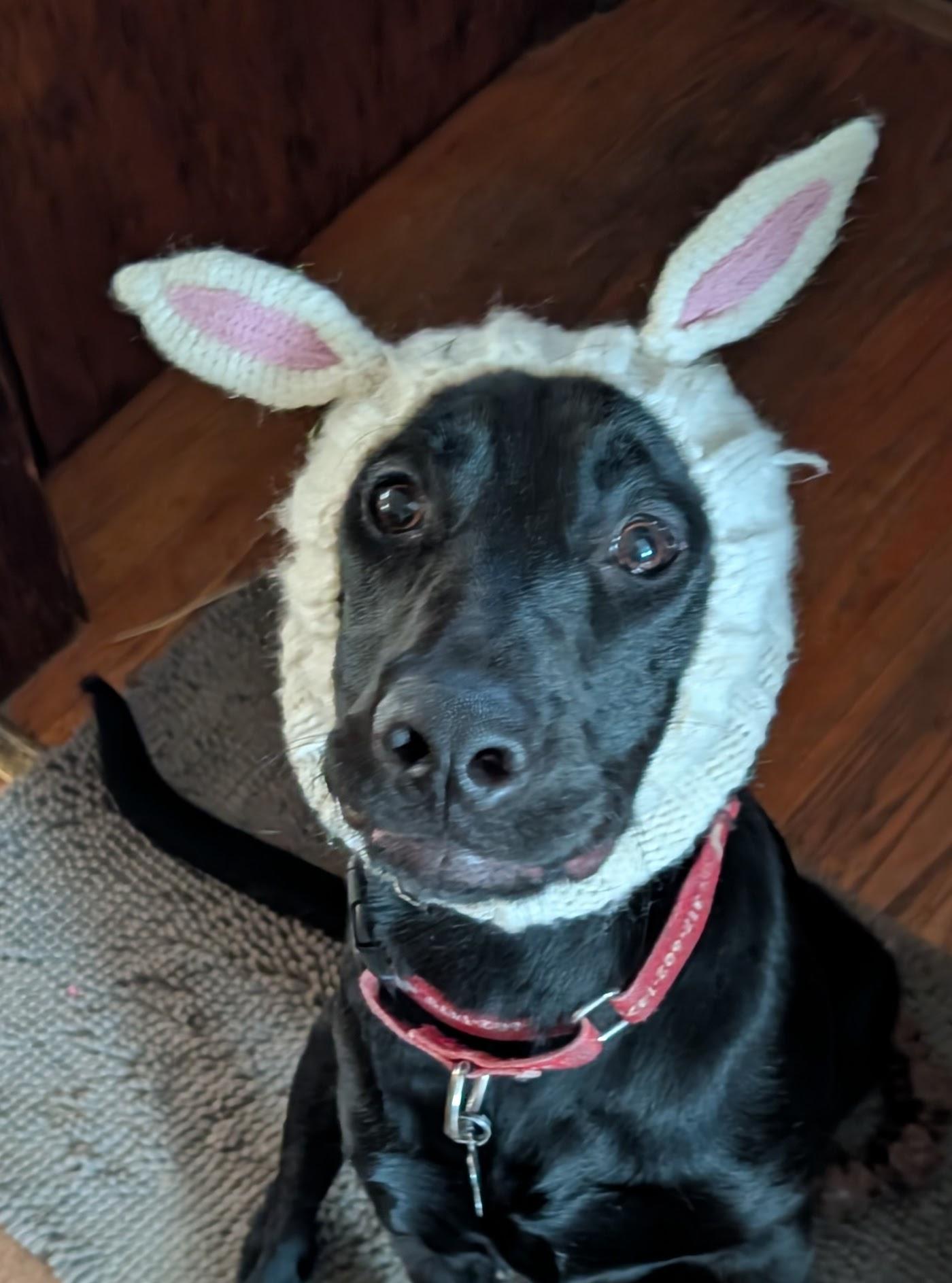 Enlarge Buzz, a Adoptable Labrador Retriever in Indianapolis, IN image 4/5