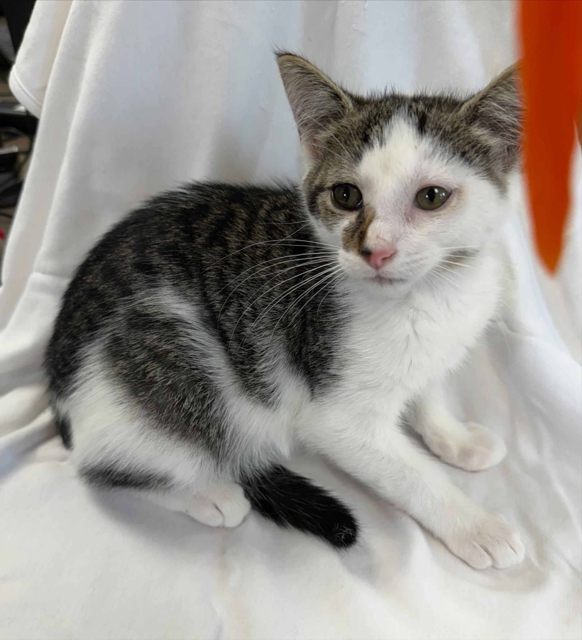 Enlarge Advantage, a Adopted American Shorthair in Midland, MI image 3/3