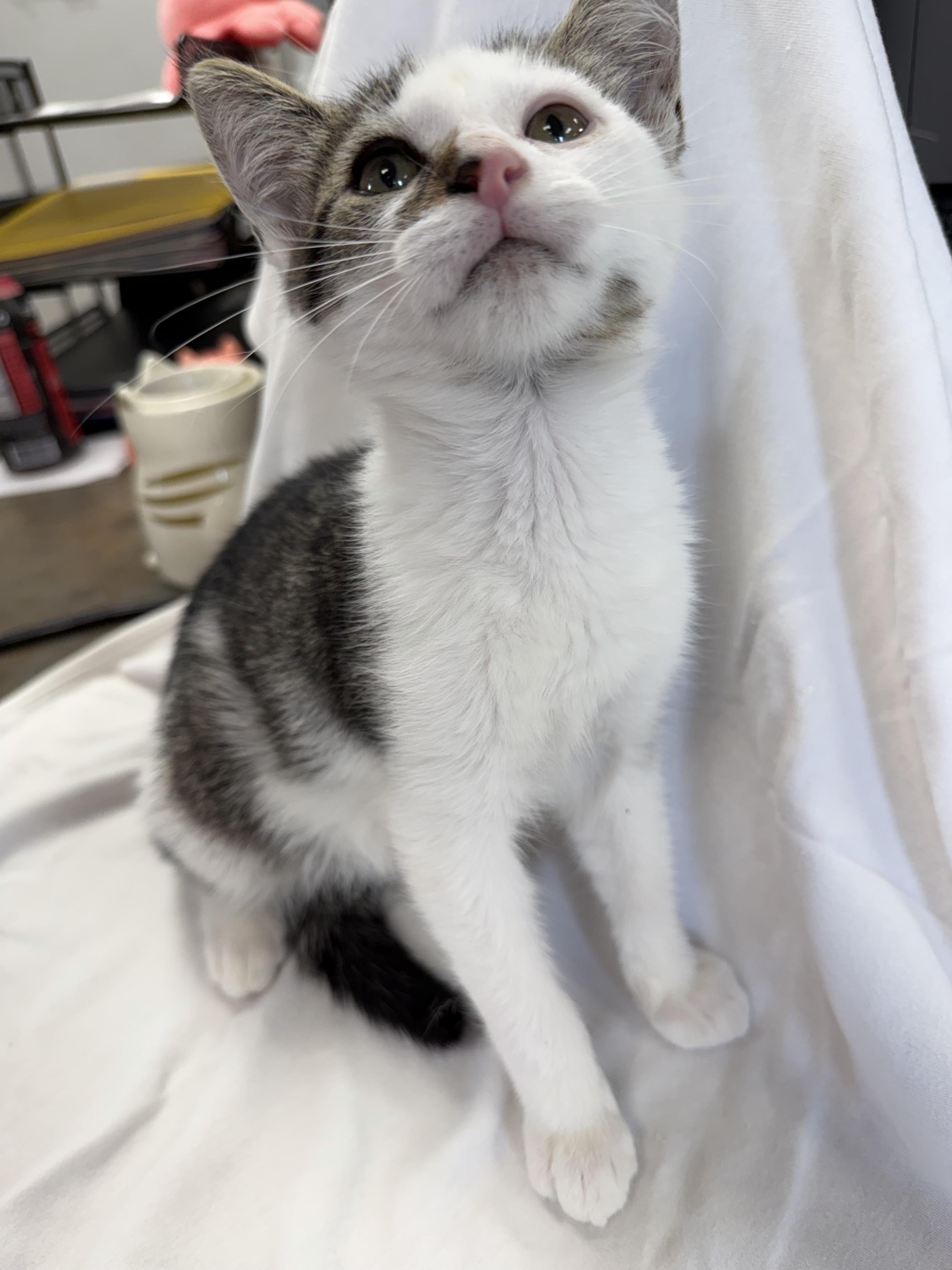 Advantage, Adopted, Kitten Male American Shorthair.