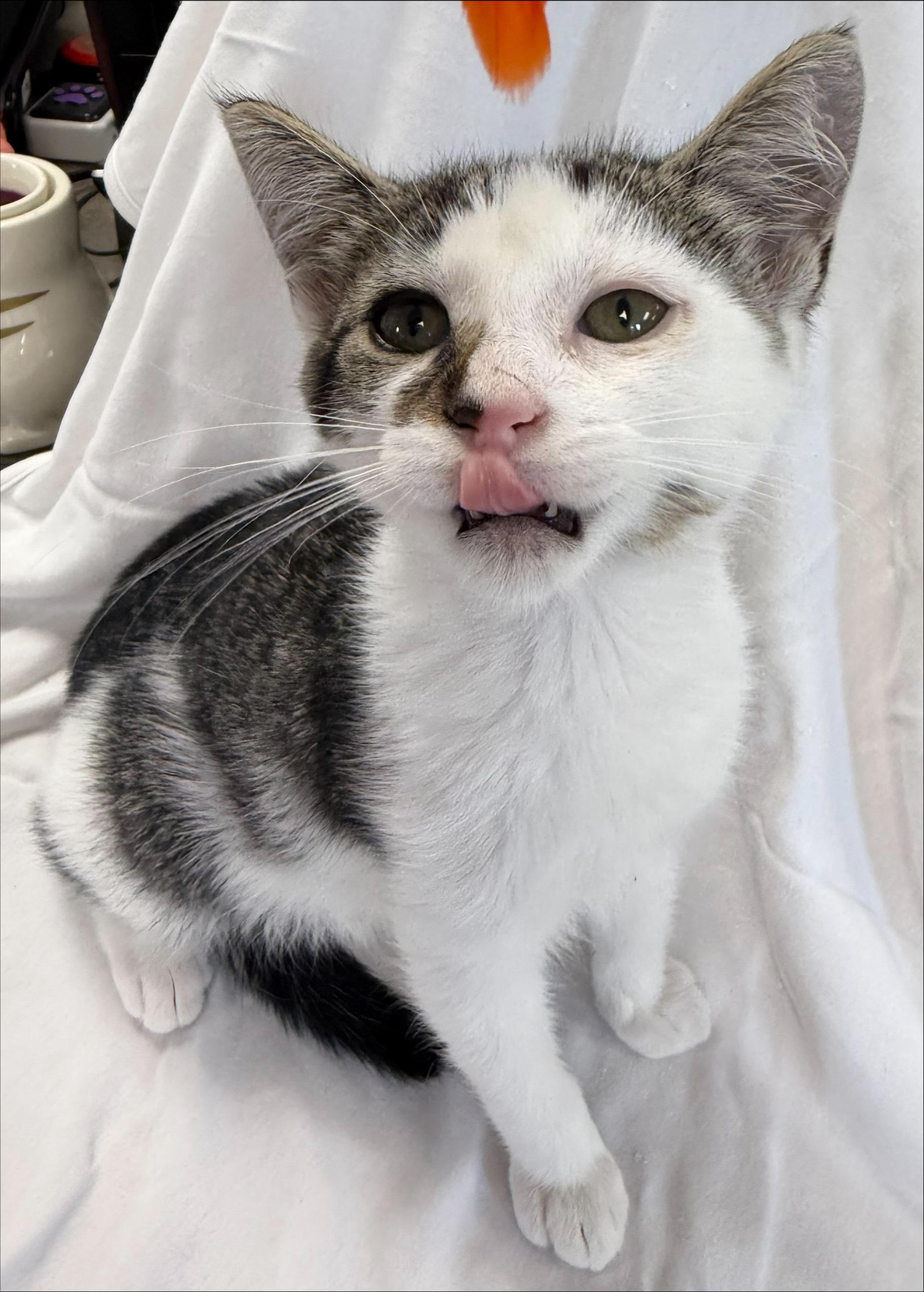 Enlarge Advantage, a Adopted American Shorthair in Midland, MI image 2/3