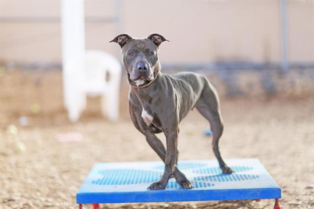 Enlarge IVORY, a Adoptable mixed breed in Albuquerque, NM image 1/1