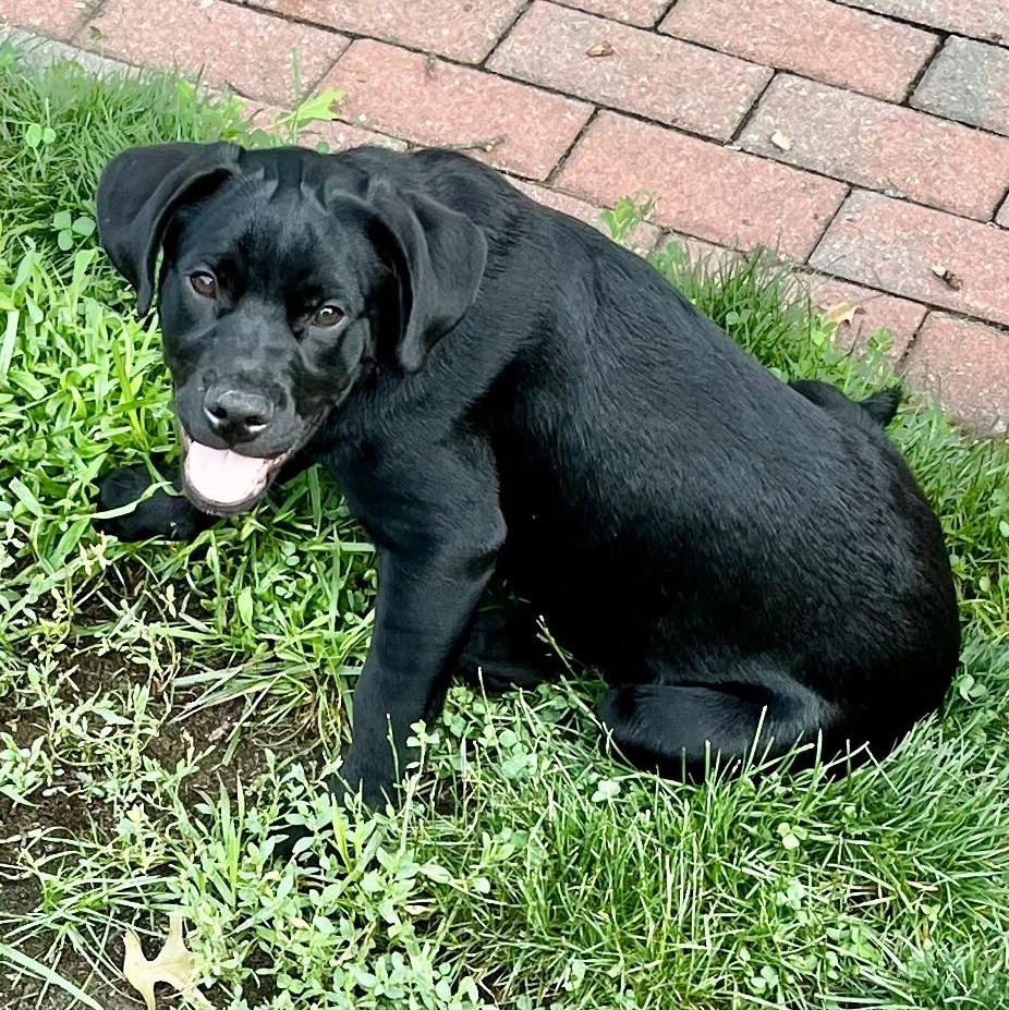 Enlarge Ruthie, a Adoptable mixed breed in Gloucester City, NJ image 1/6