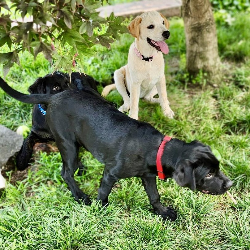 Enlarge Ruthie, a Adoptable mixed breed in Gloucester City, NJ image 3/6