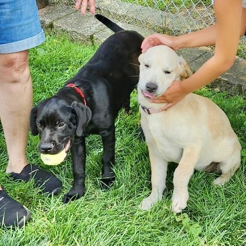 Enlarge Ruthie, a Adoptable mixed breed in Gloucester City, NJ image 5/6