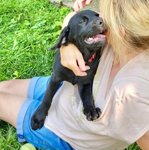 Enlarge Ruthie, a Adoptable mixed breed in Gloucester City, NJ image 2/6