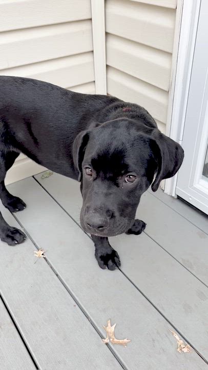 Enlarge Ruthie, a Adoptable mixed breed in Gloucester City, NJ video 4/6