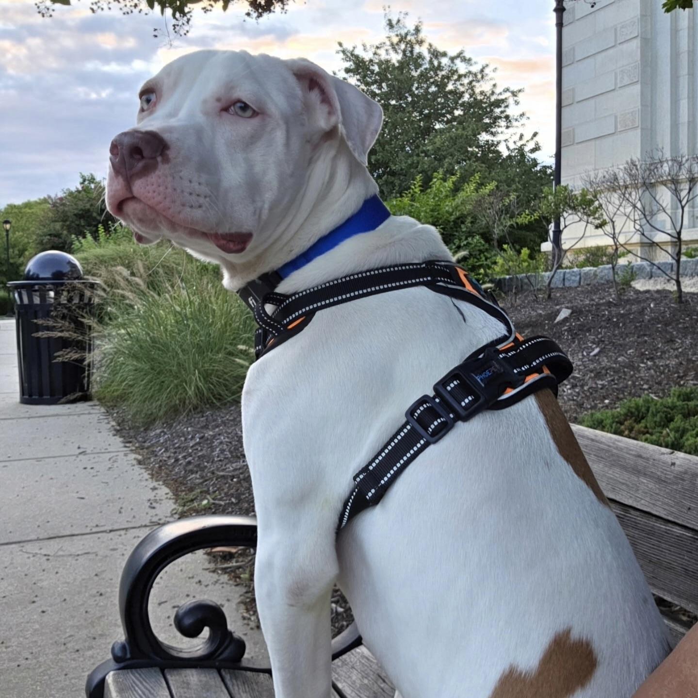 Maverick thumbnail 2