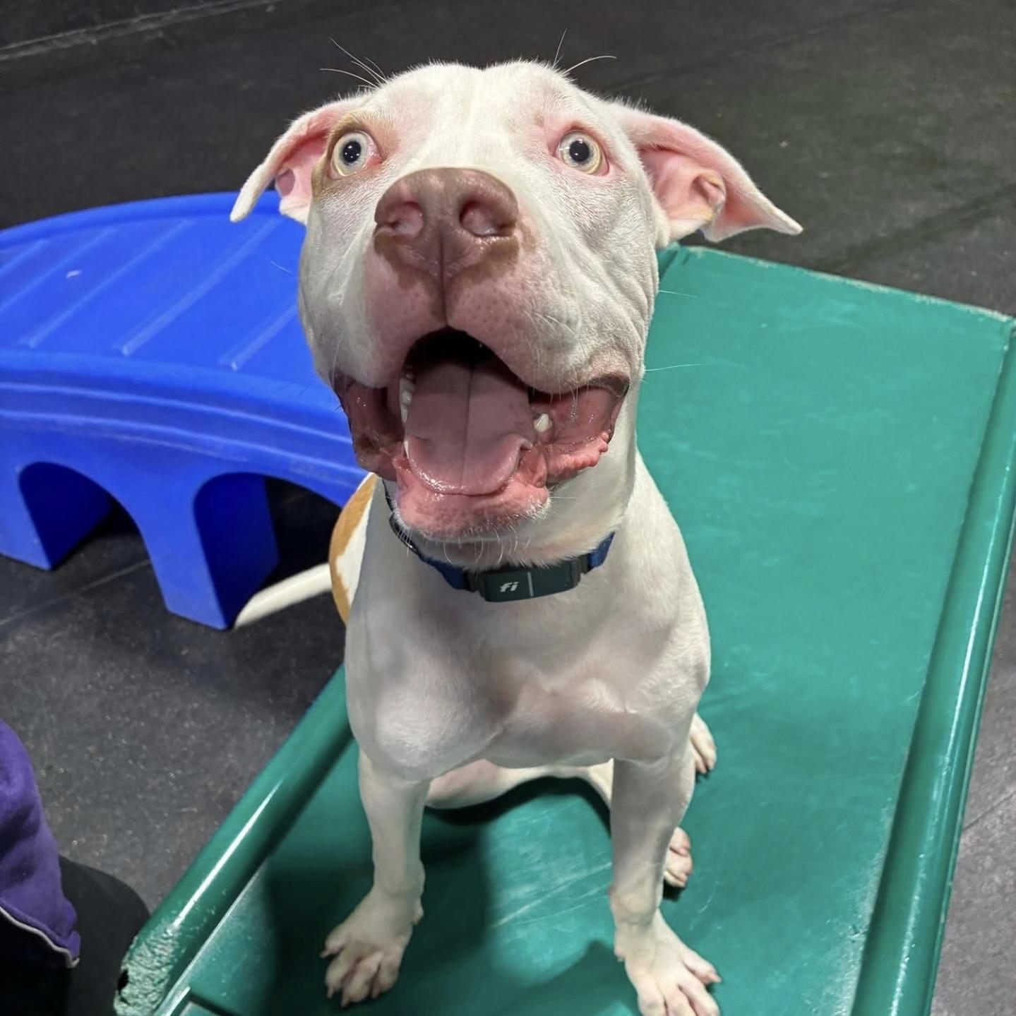 Maverick thumbnail 5