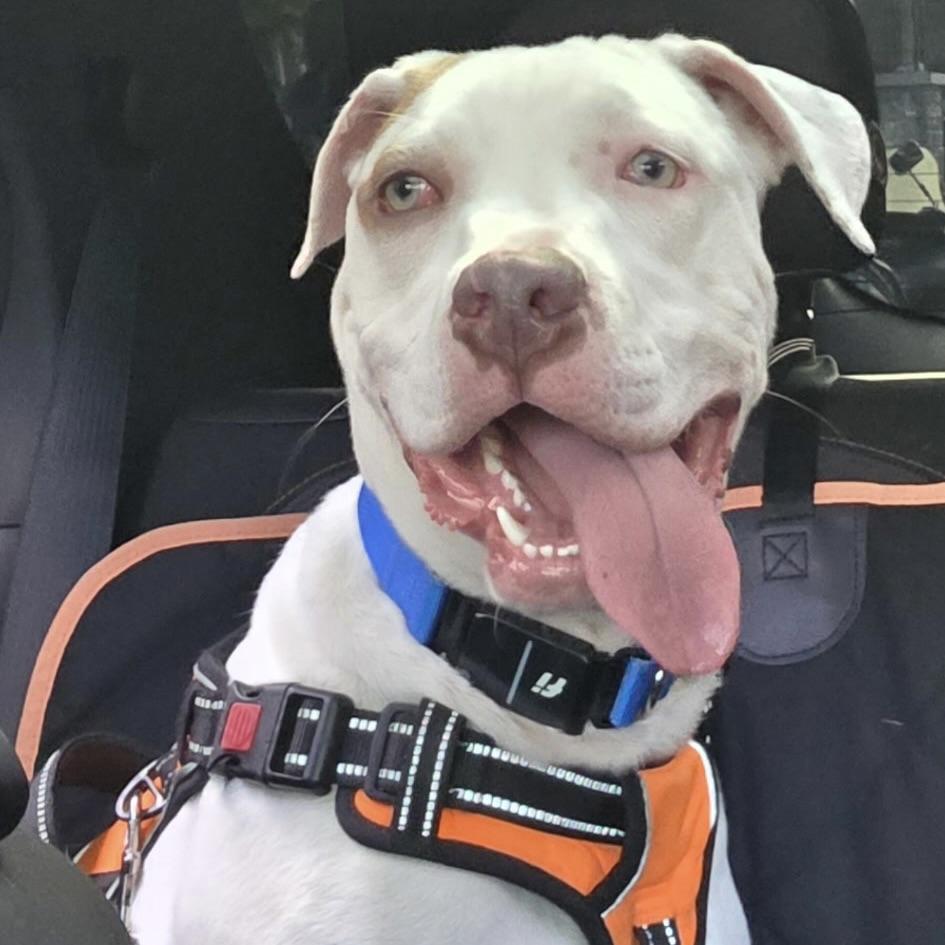 Maverick, Adoptable, Young Male Terrier & Bulldog.