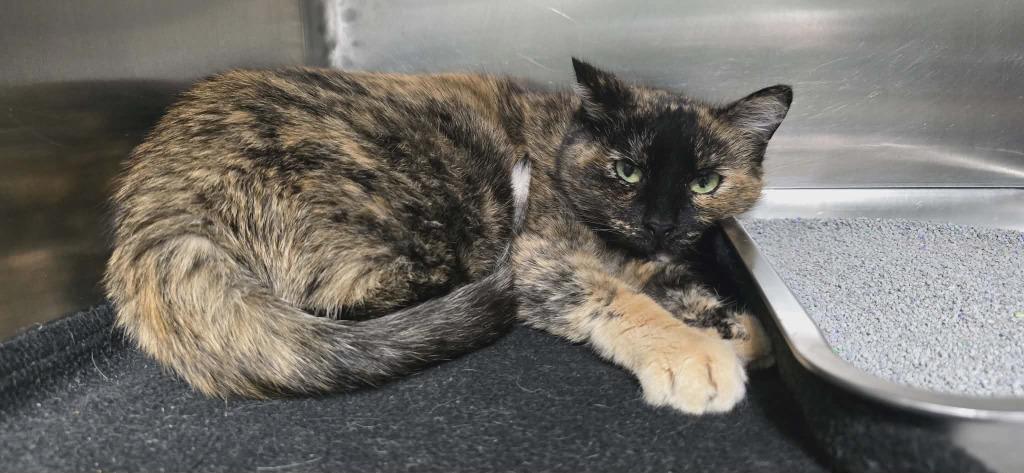 Enlarge CJ, a Adoptable mixed breed in Hillsdale, IN image 1/2