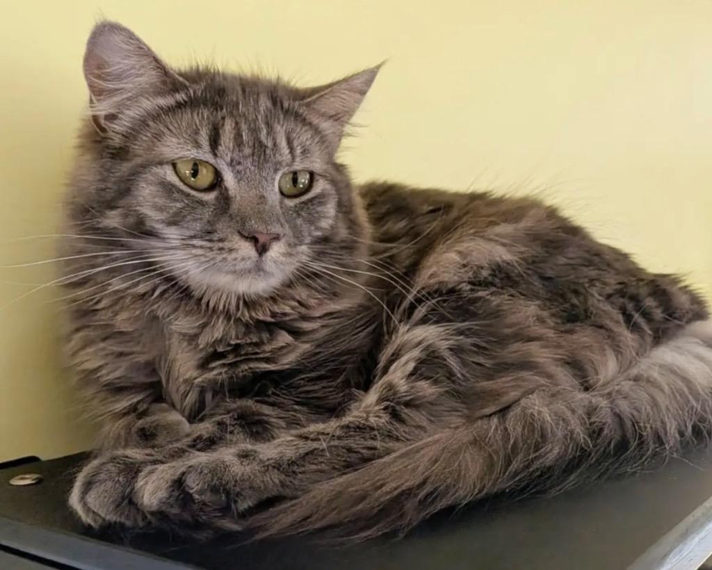 Enlarge Mim, a Adoptable mixed breed in Gorham, ME image 1/4