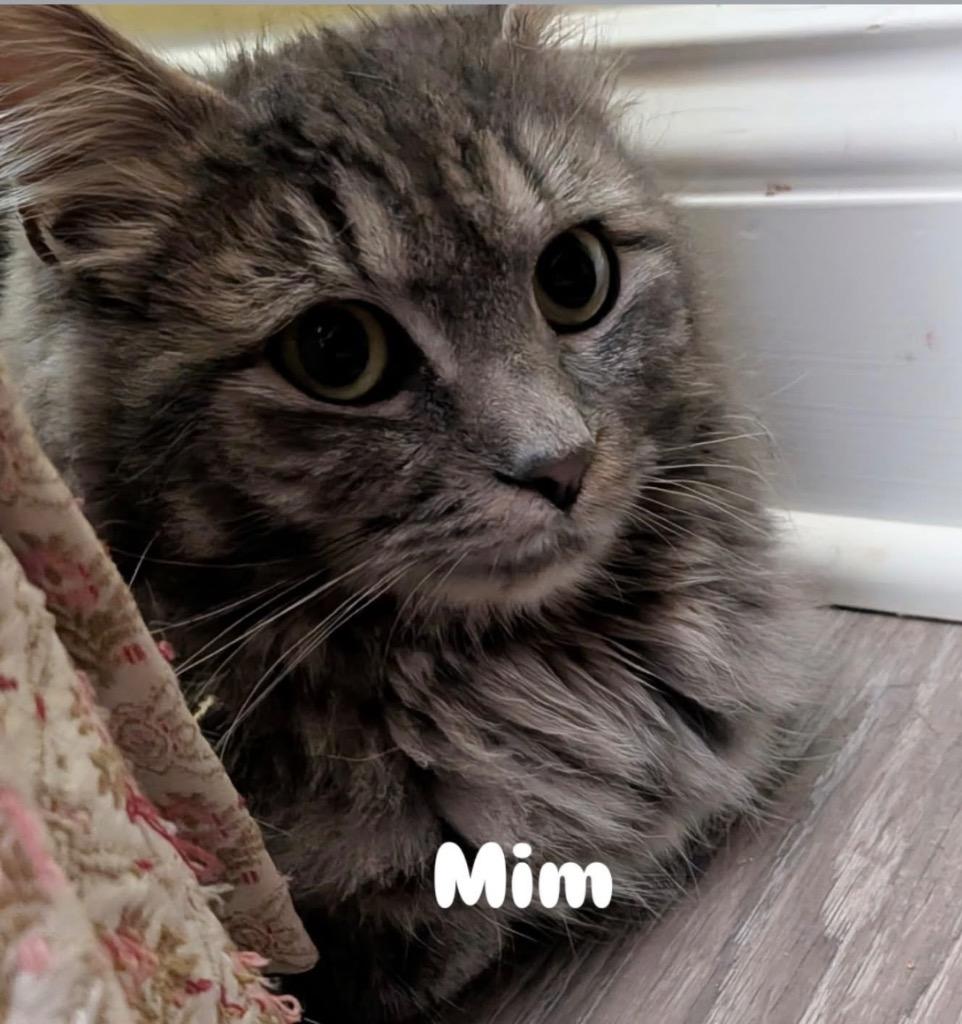 Enlarge Mim, a Adoptable mixed breed in Gorham, ME image 1/2