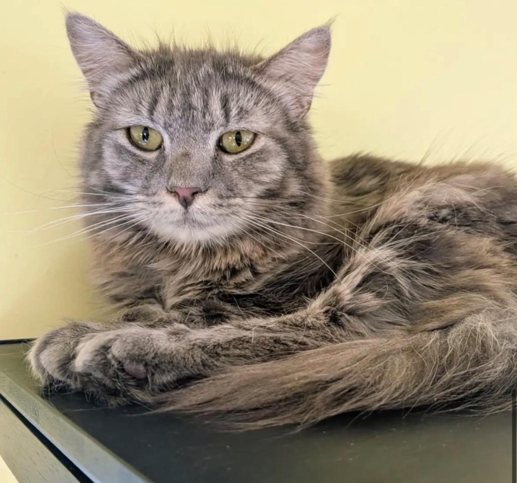 Enlarge Mim, a Adoptable mixed breed in Gorham, ME image 3/4