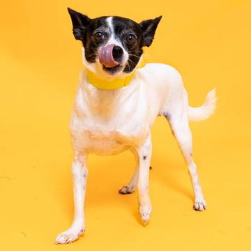 Carla 1748, a Adoptable Chihuahua in Boca Raton, FL image 1/5