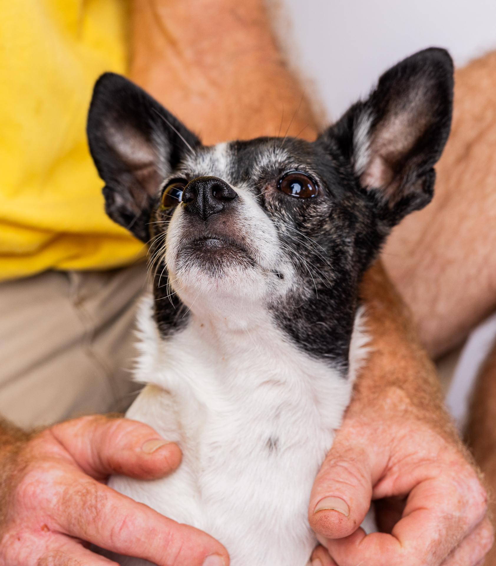 Carla 1748, a Adoptable Chihuahua in Boca Raton, FL image 3/5