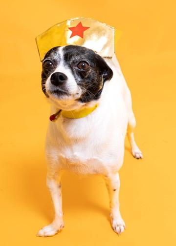 Carla 1748, a Adoptable Chihuahua in Boca Raton, FL image 4/5