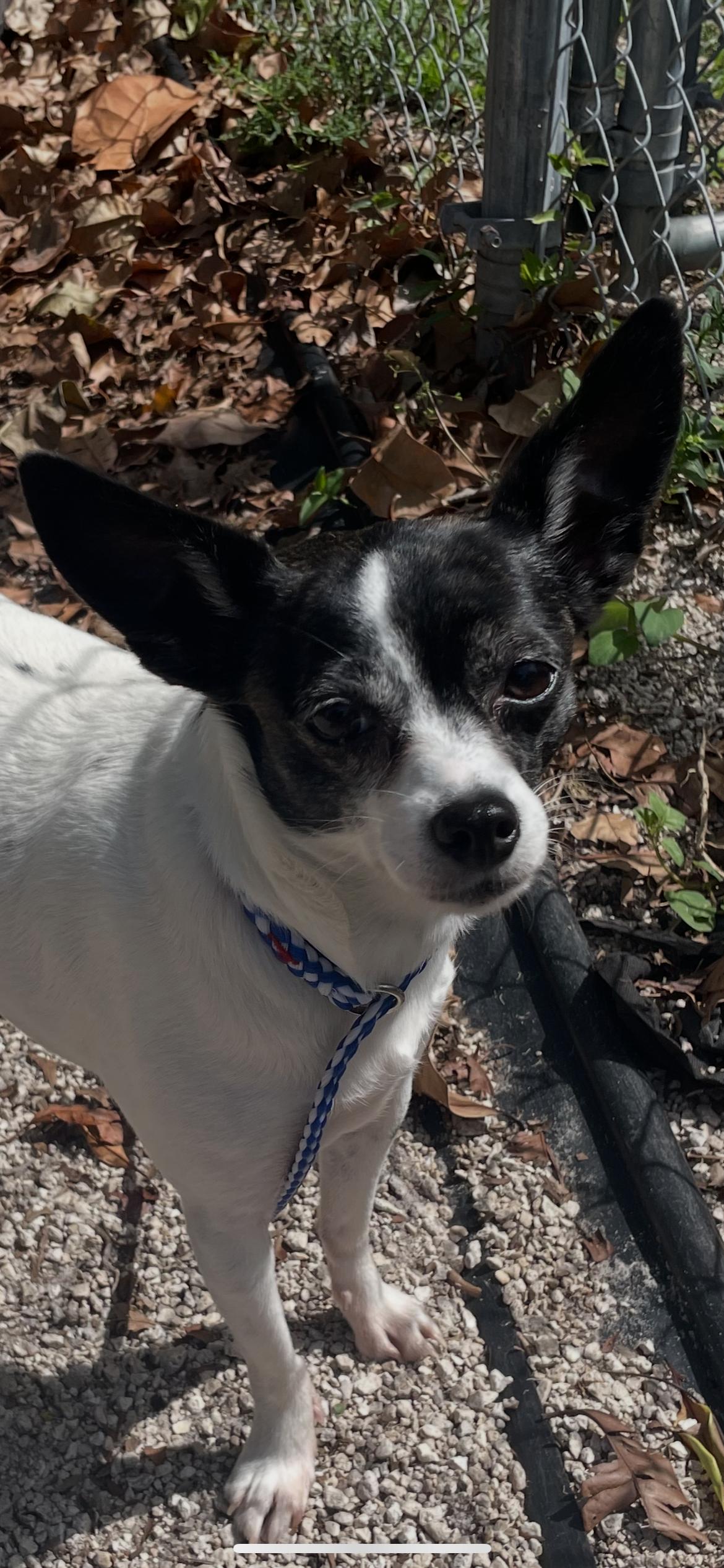 Carla 1748, a Adoptable Chihuahua in Boca Raton, FL image 5/5