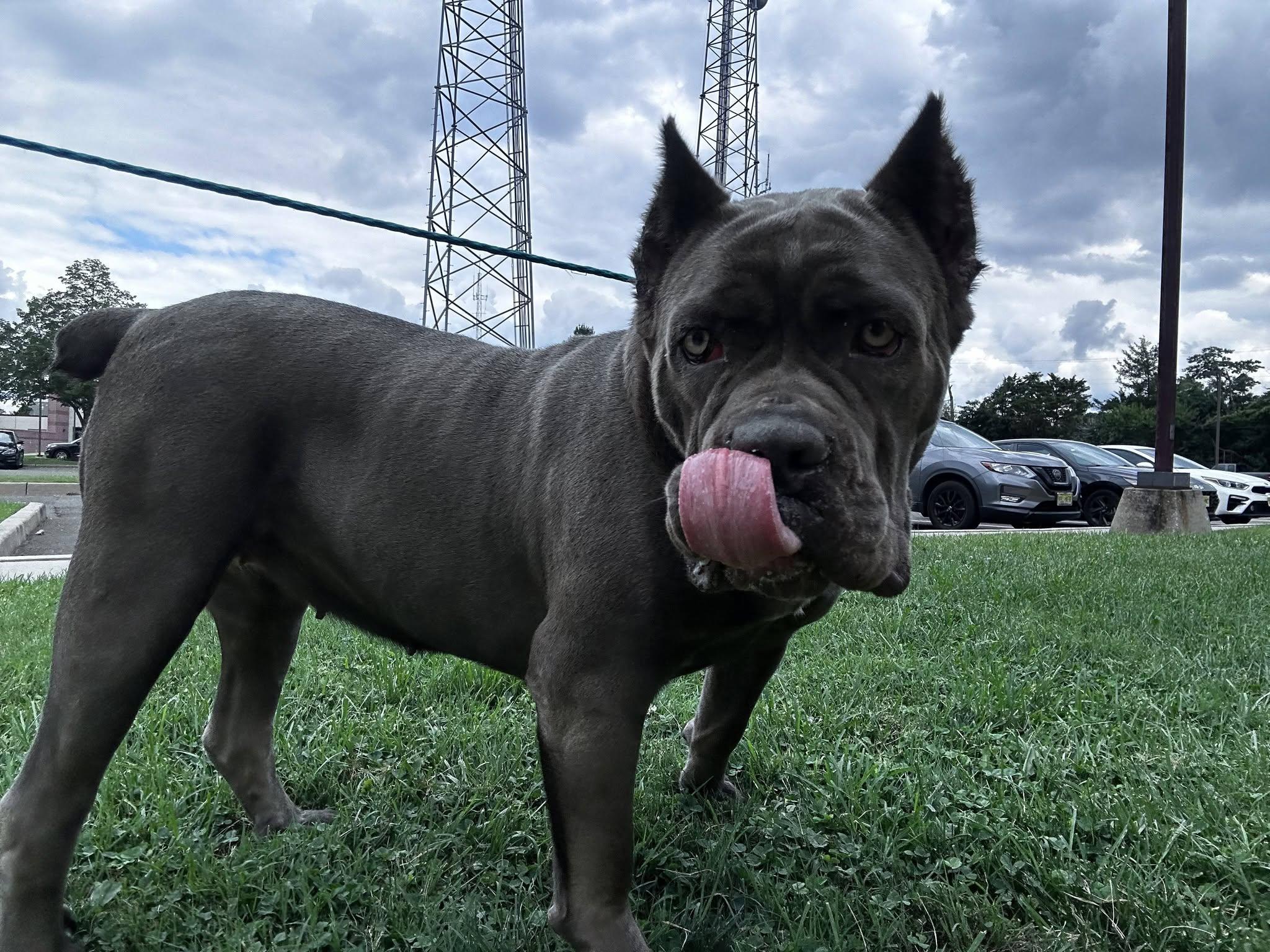 Dulce Vita, an adopted Cane Corso in Clayton, NJ image 3/5