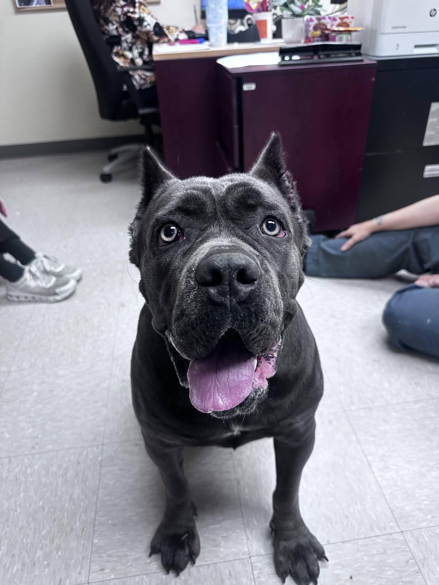 Dulce Vita, an adopted Cane Corso in Clayton, NJ image 2/5