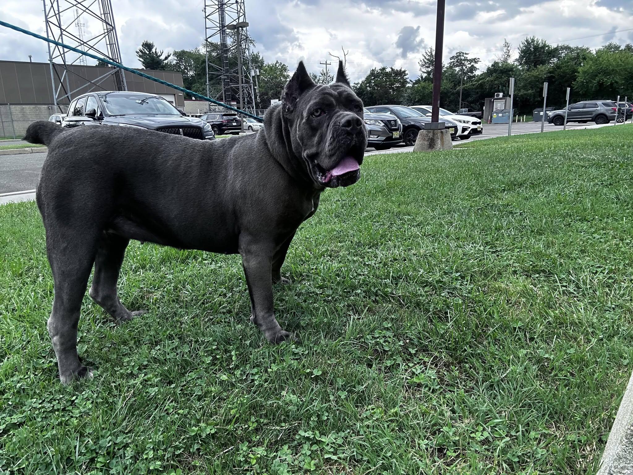 Dulce Vita, adopted, Adult Female Cane Corso.