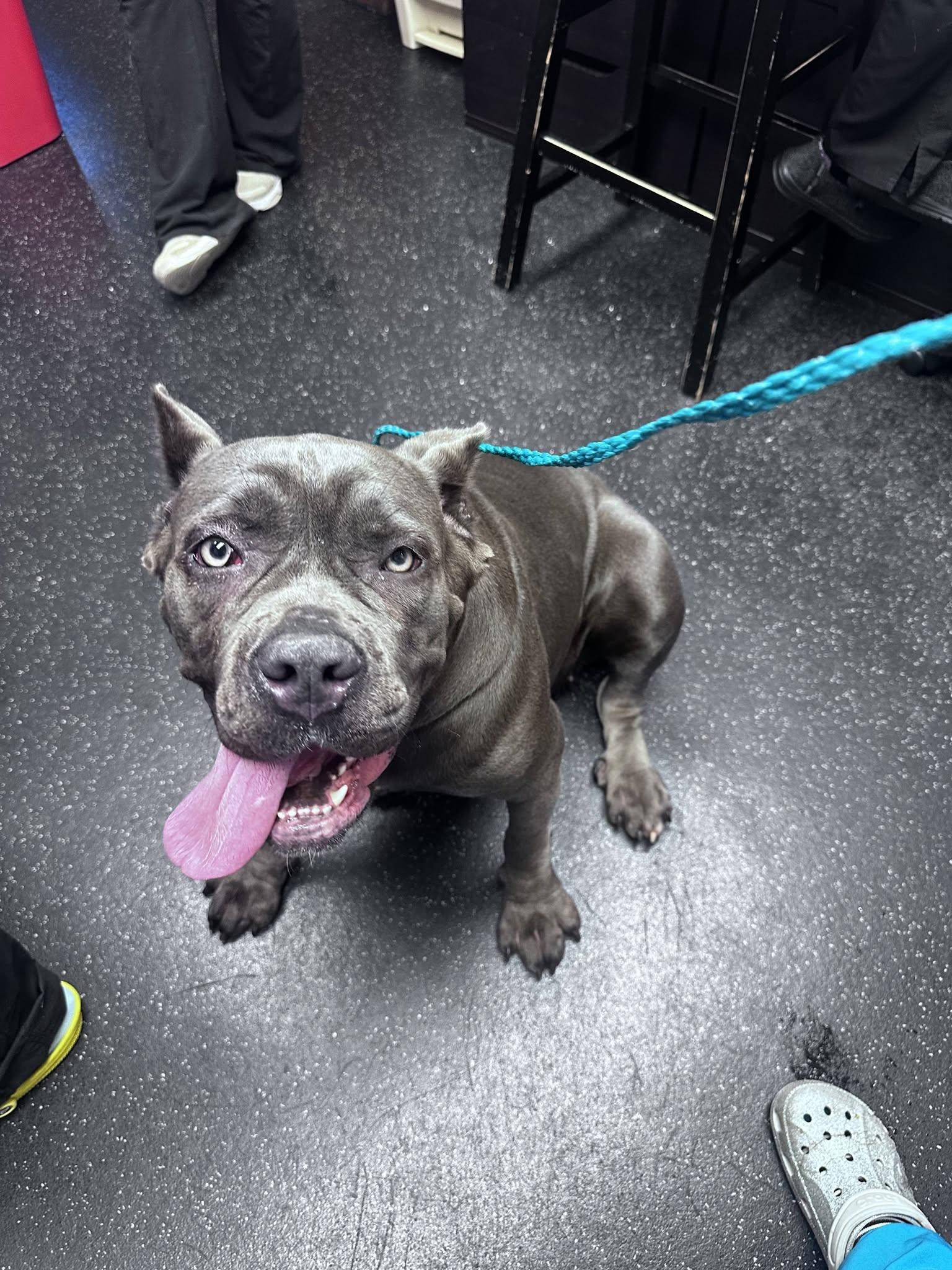Dulce Vita, an adopted Cane Corso in Clayton, NJ image 5/5