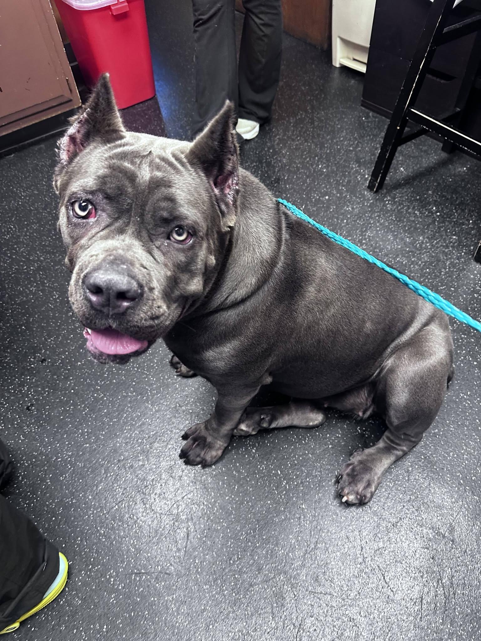 Dulce Vita, an adopted Cane Corso in Clayton, NJ image 4/5