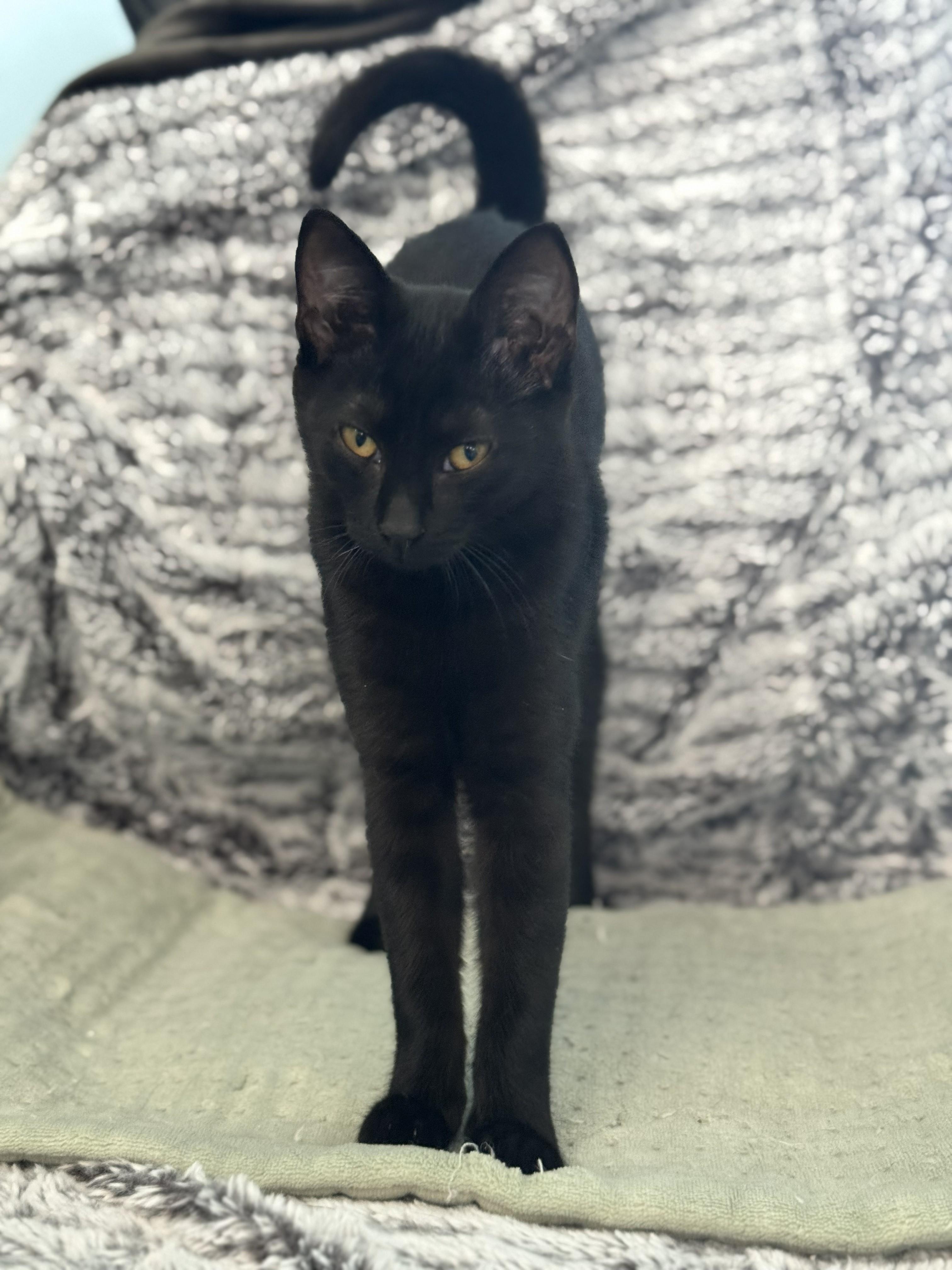 Persephone, Adoptable, Young Female Domestic Short Hair.