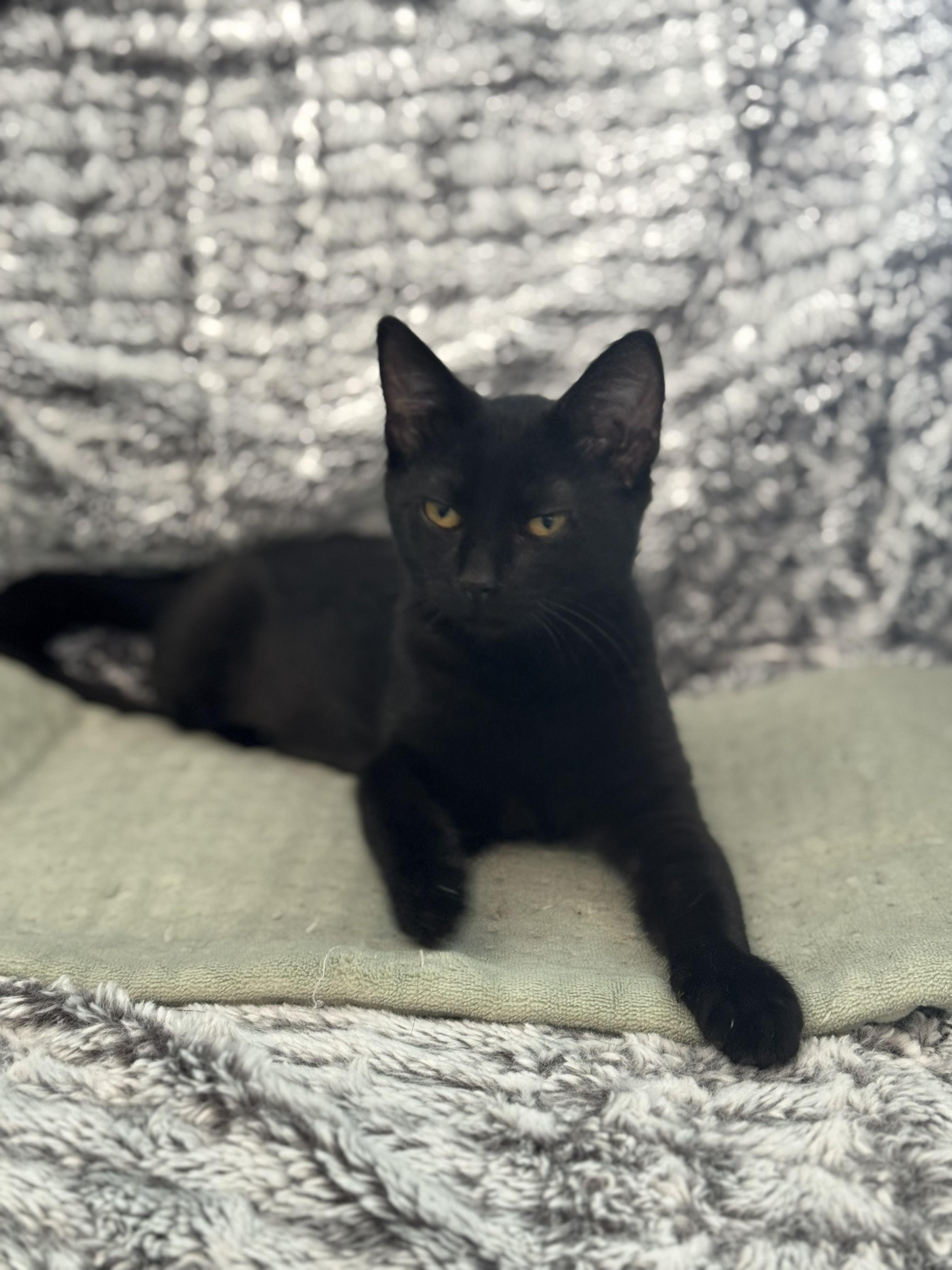 Enlarge Persephone, a Adoptable Domestic Short Hair in Goodlettsville, TN image 4/6