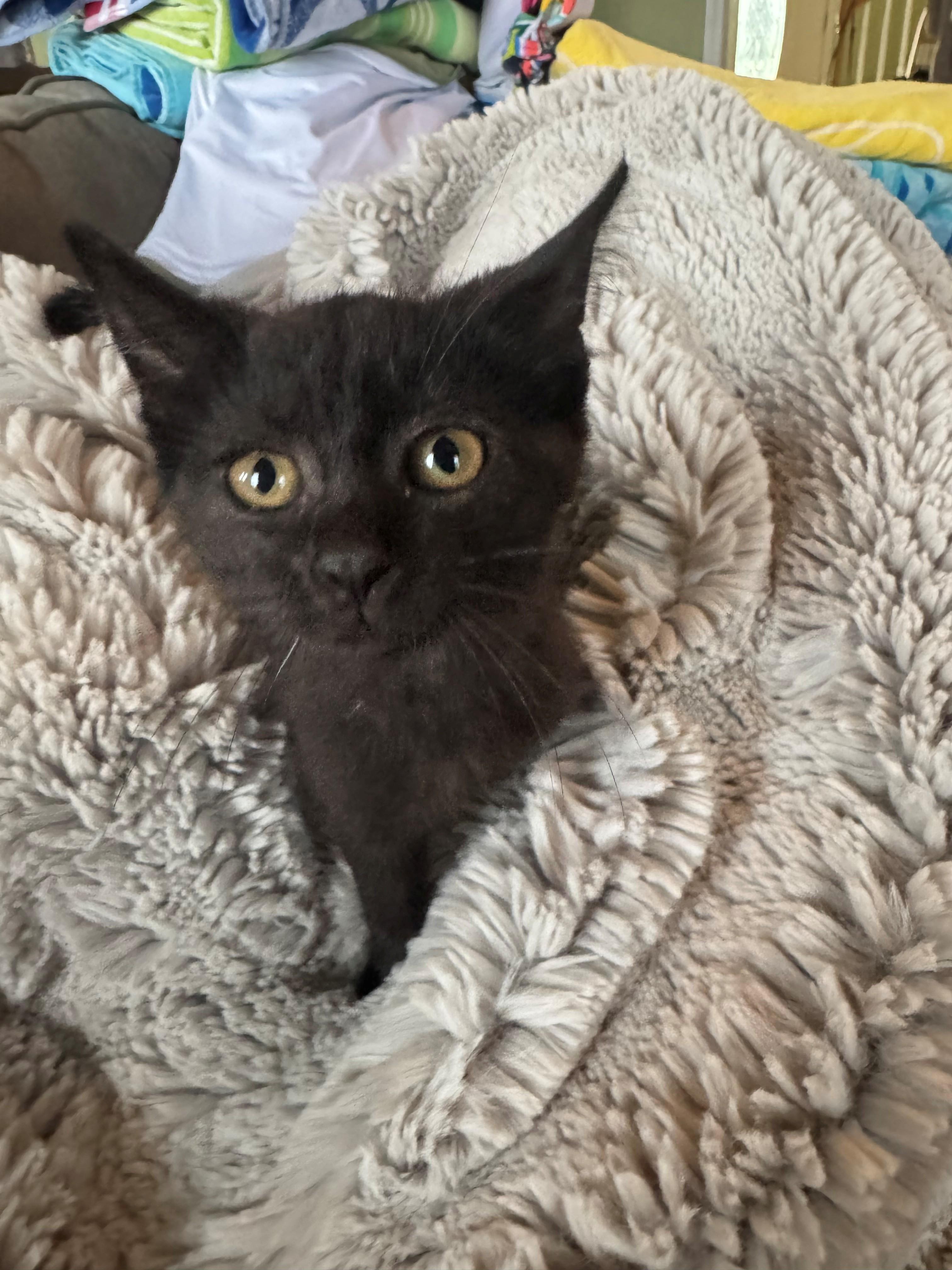 Enlarge Persephone, a Adoptable Domestic Short Hair in Goodlettsville, TN image 5/6