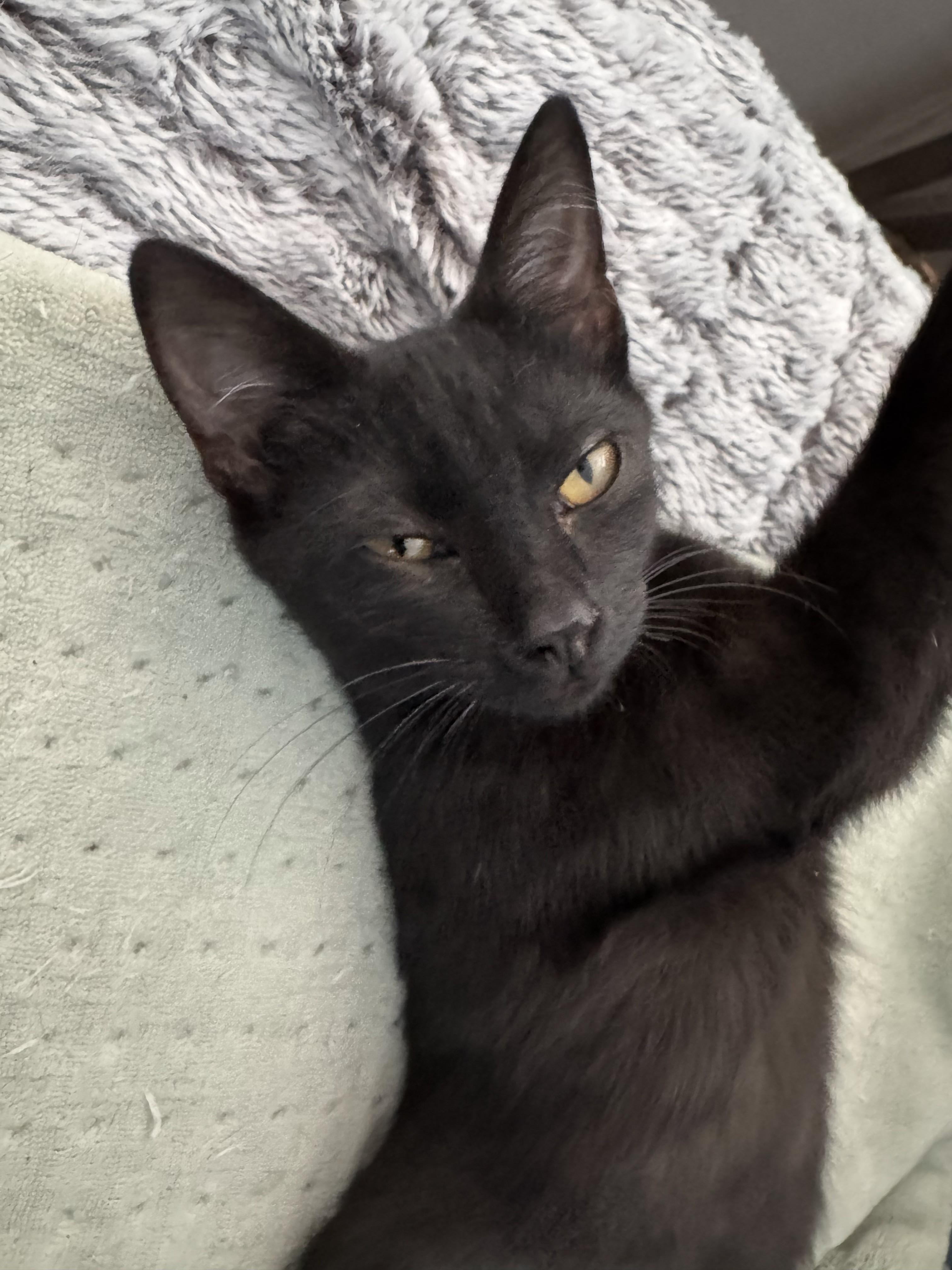 Enlarge Persephone, a Adoptable Domestic Short Hair in Goodlettsville, TN image 6/6