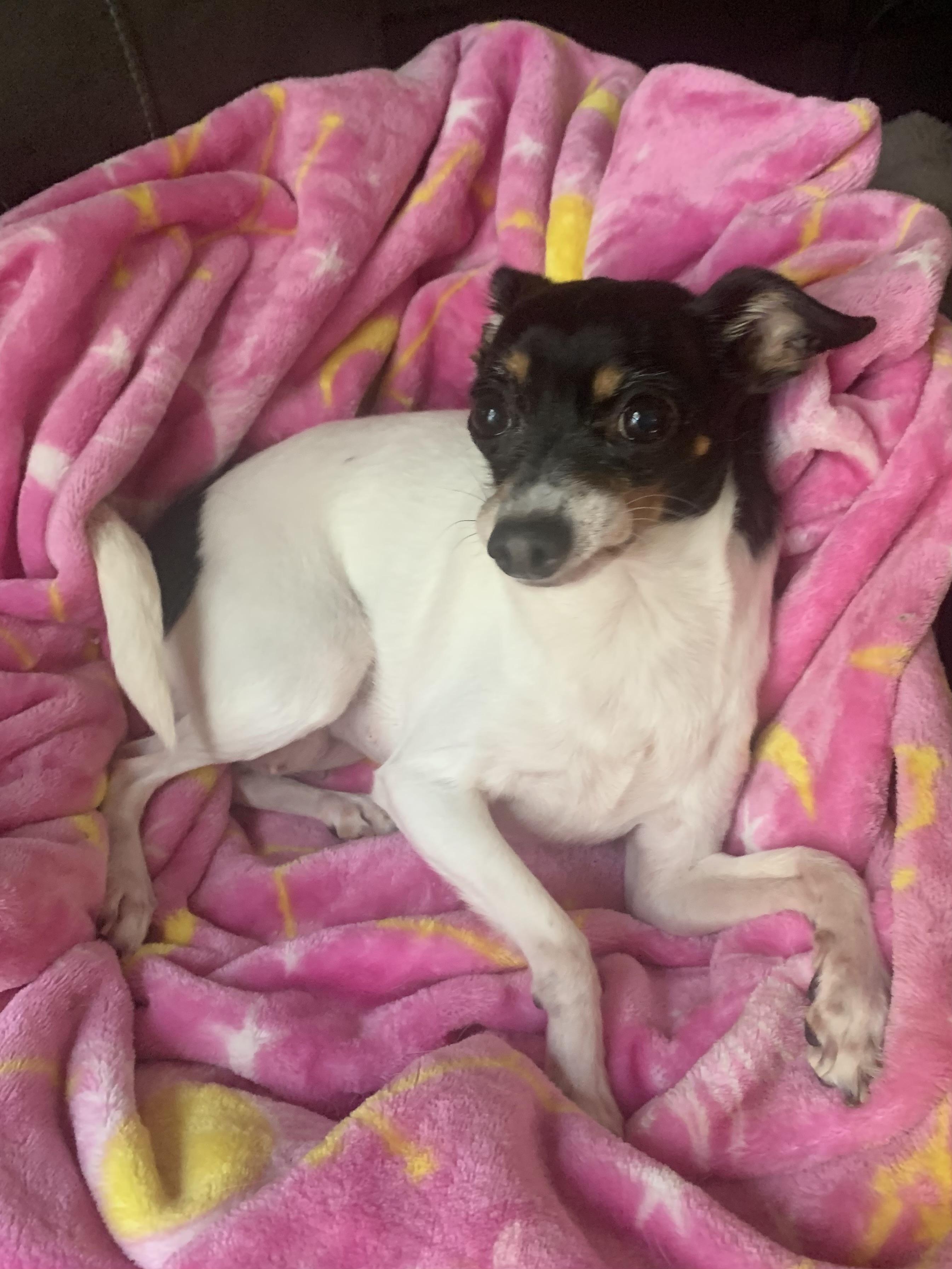 Enlarge Bailey, a Adoptable Chihuahua in Richmond, VA image 1/4