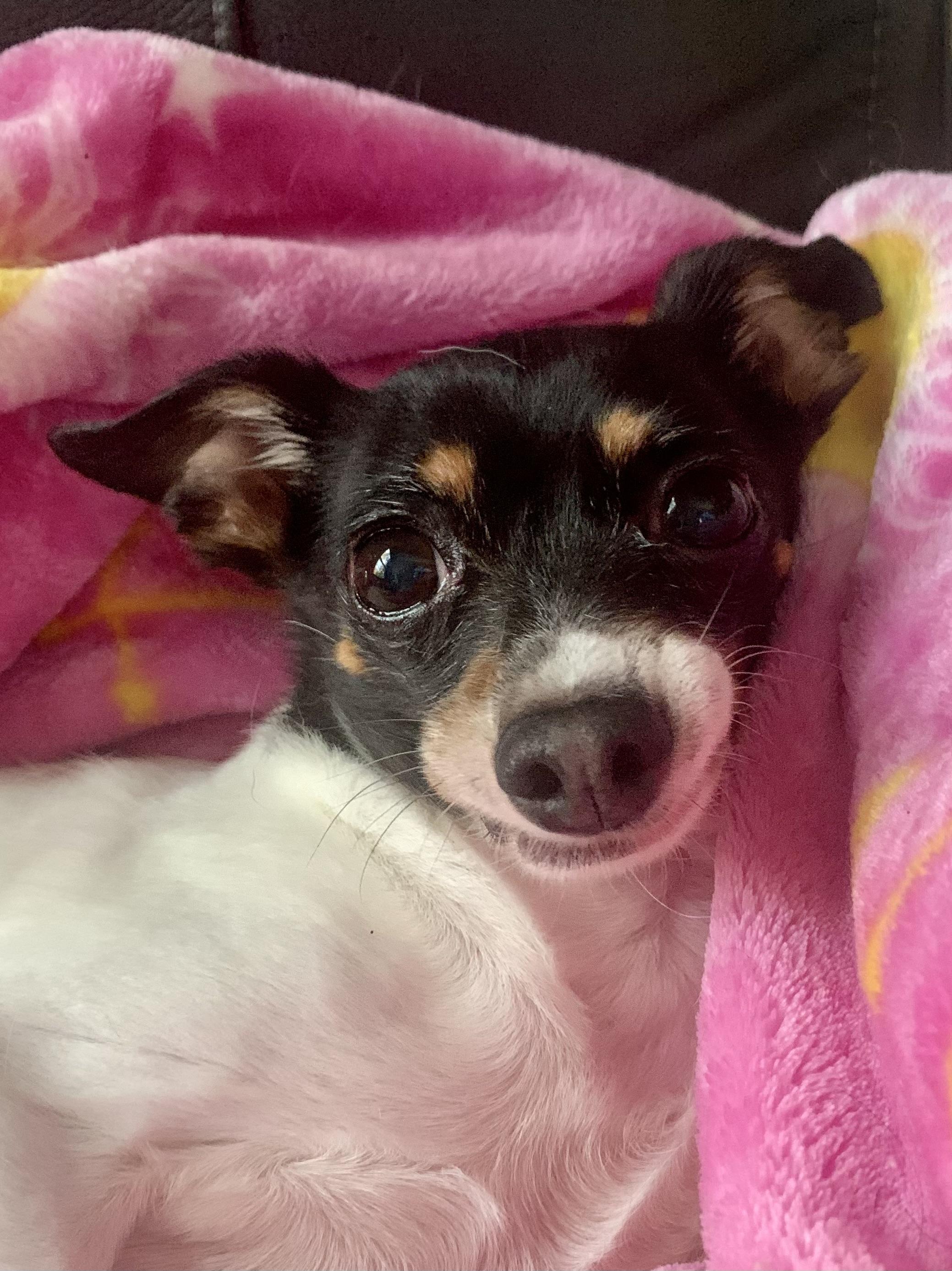 Enlarge Bailey, a Adoptable Chihuahua in Richmond, VA image 2/4