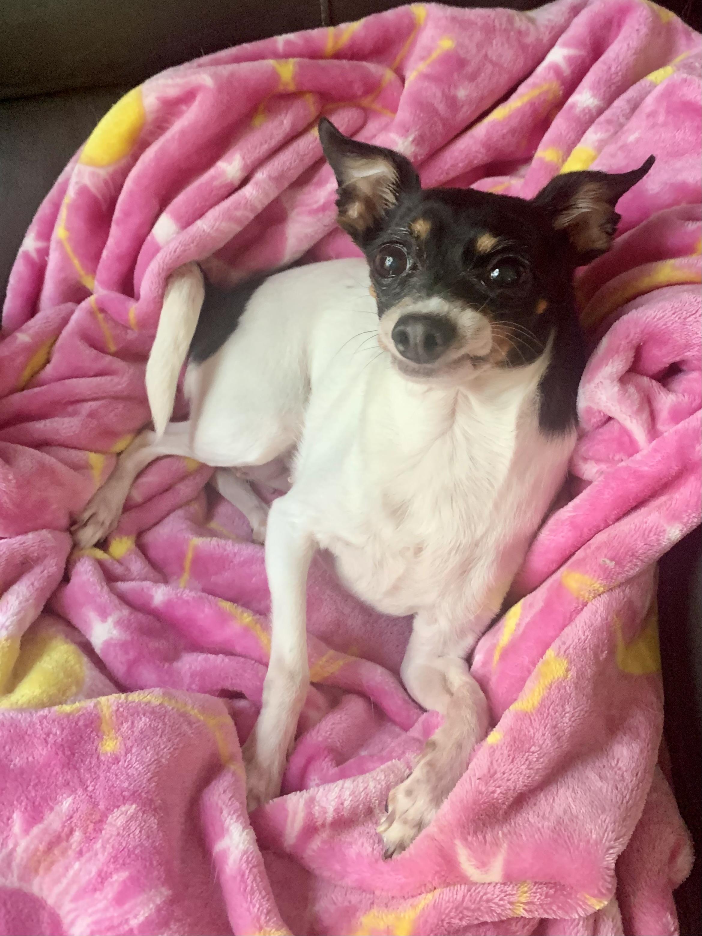 Enlarge Bailey, a Adoptable Chihuahua in Richmond, VA image 3/4