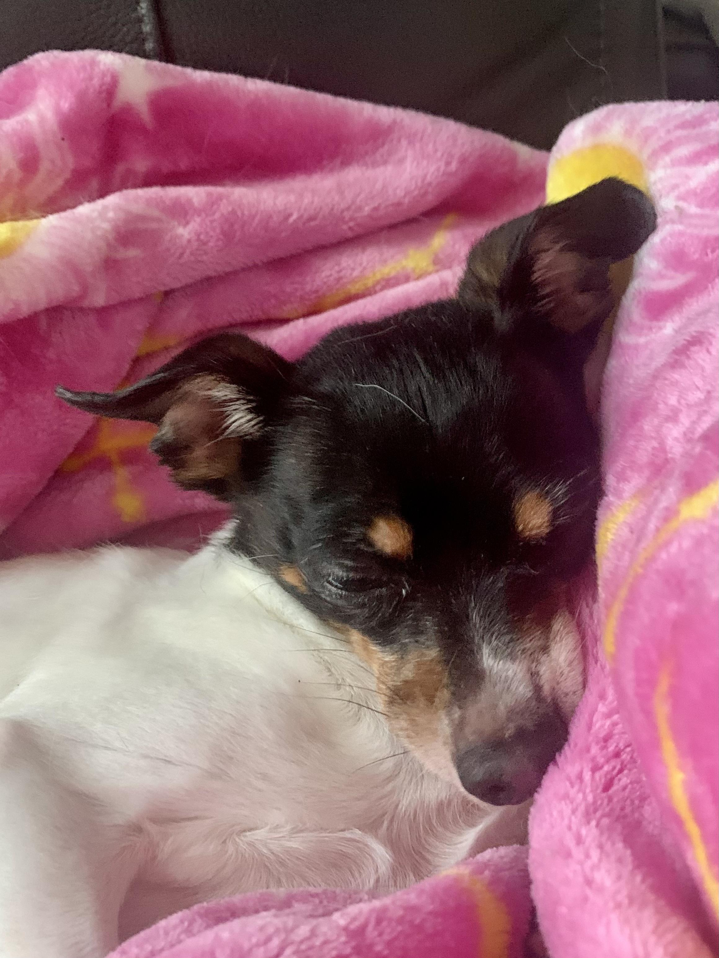 Enlarge Bailey, a Adoptable Chihuahua in Richmond, VA image 4/4