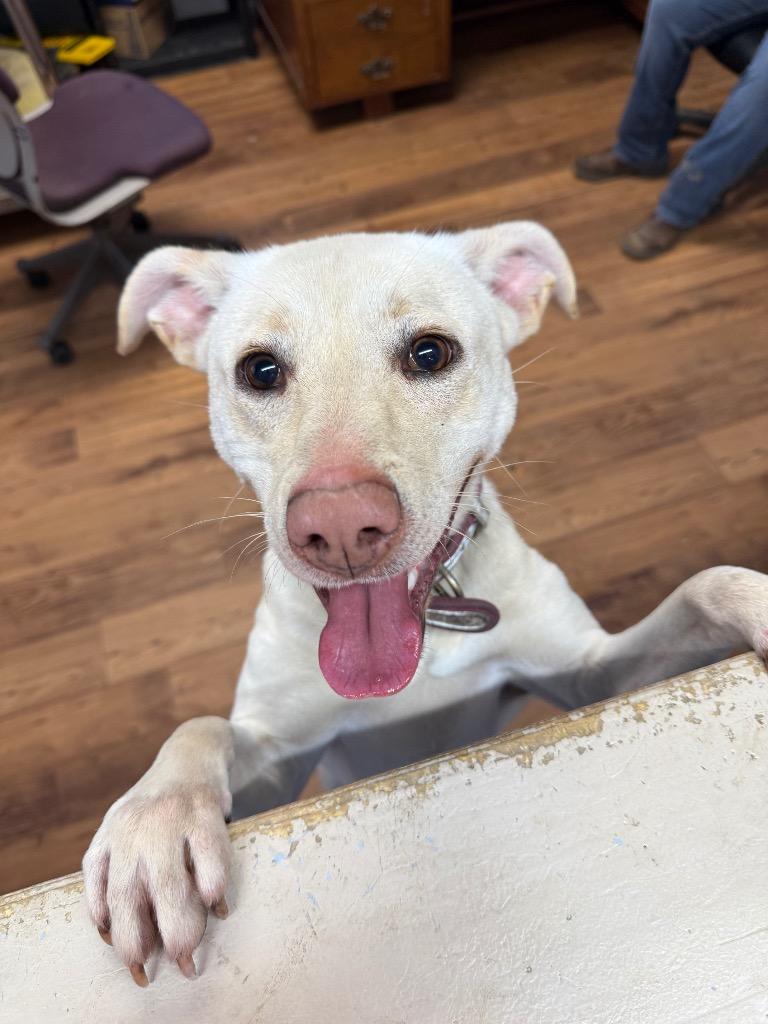 Bonnie, Adoptable, Young Female Labrador Retriever & Mixed Breed.