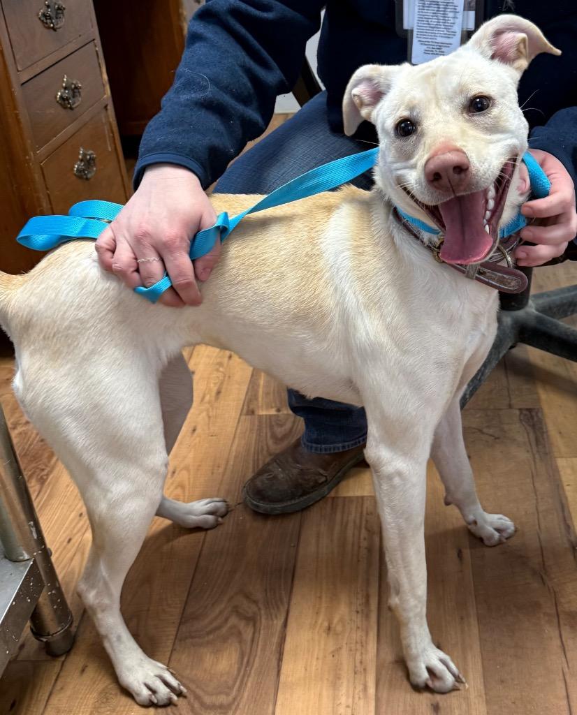 Bonnie, a Adoptable mixed breed in Fayetteville, TN image 2/2