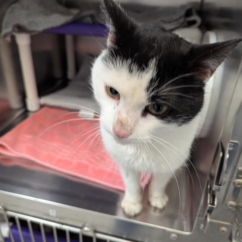 Enlarge Pi, a Adoptable Domestic Short Hair in Marysville, OH image 1/2