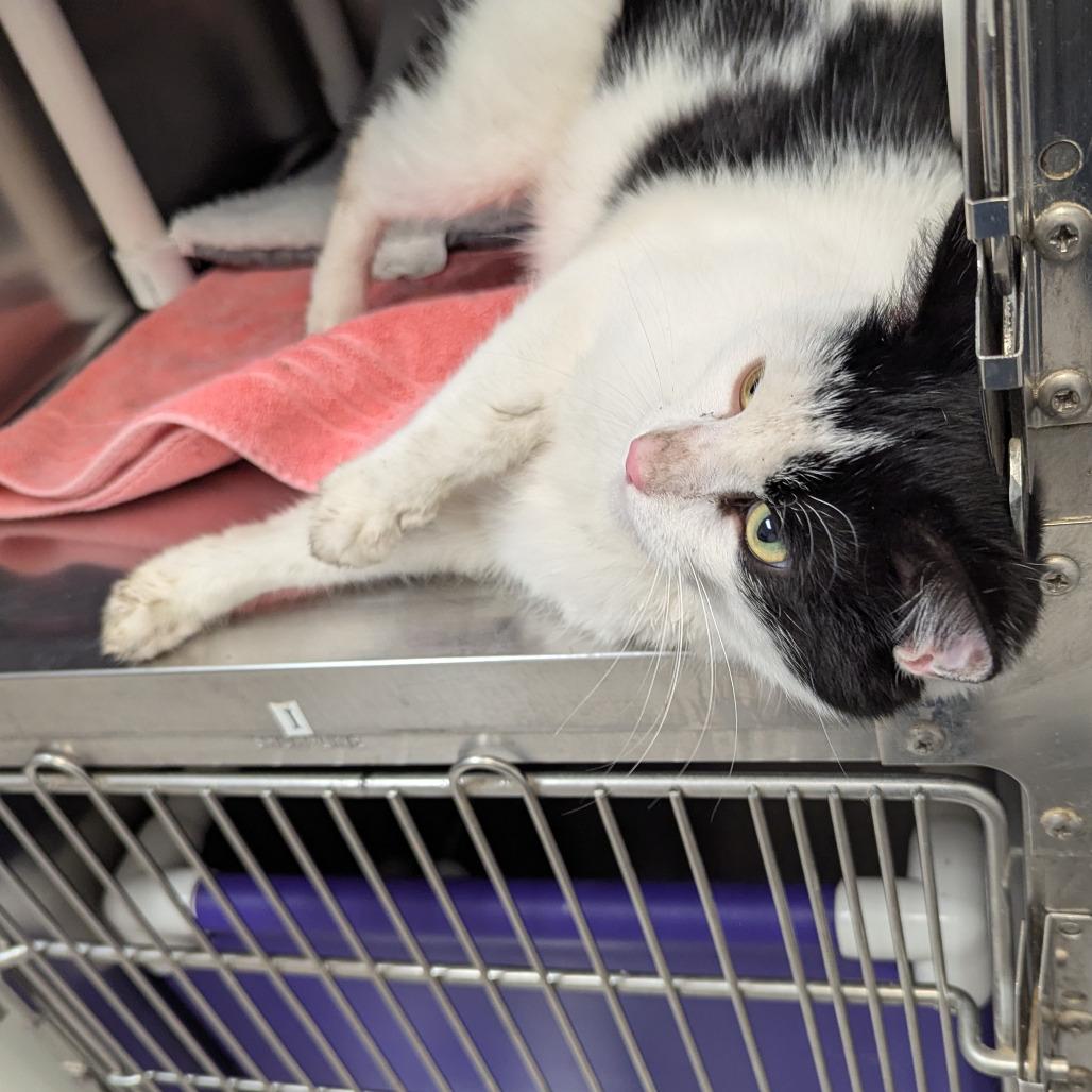 Enlarge Pi, a Adoptable Domestic Short Hair in Marysville, OH image 2/2