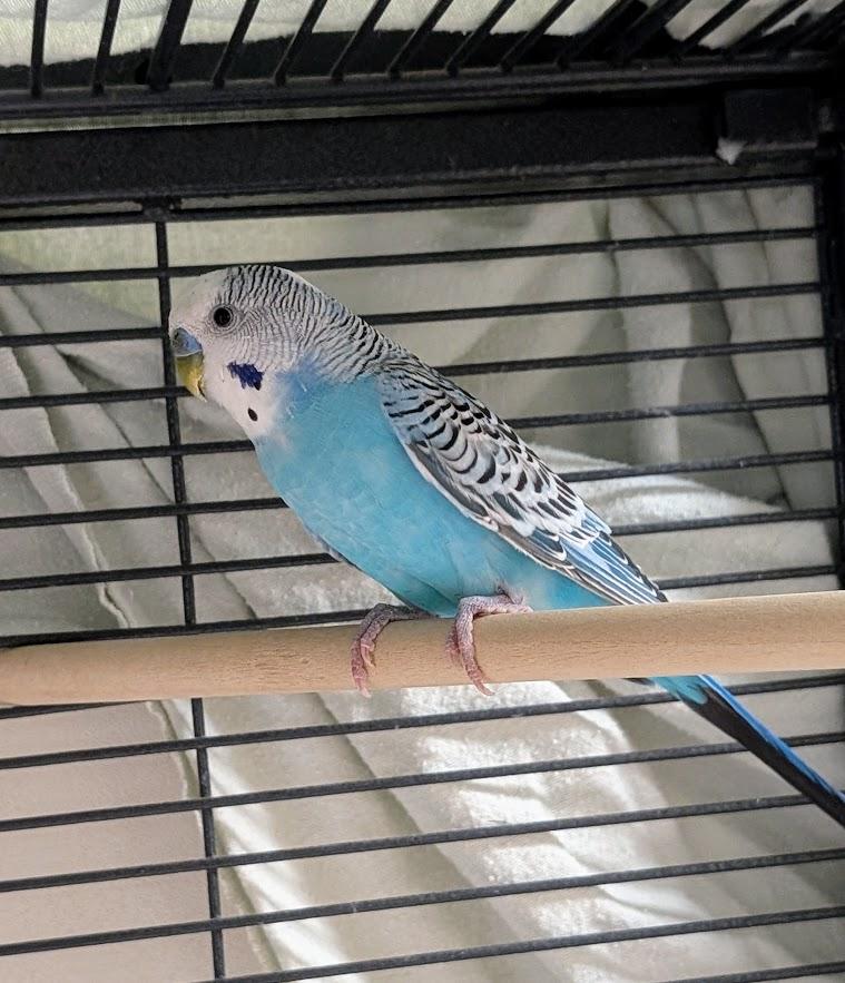Flappy Gilmore, Adoptable, Adult Male Parakeet (Other).