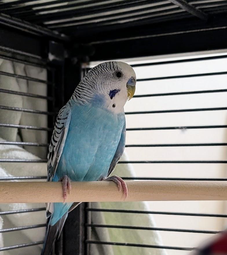 Enlarge Flappy Gilmore, a Adoptable Parakeet (Other) in Coquitlam, BC image 2/2