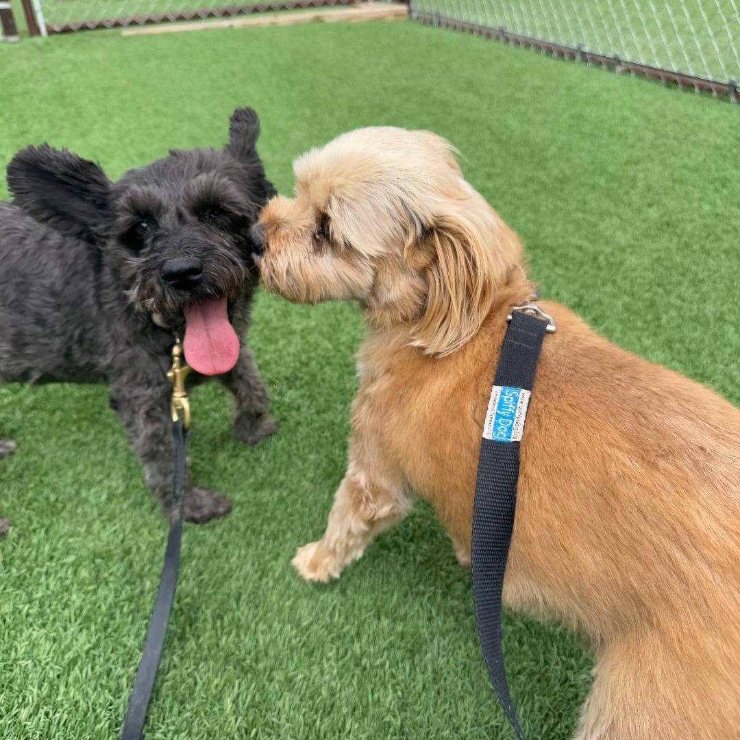 Butch, an adoptable Shih Tzu in Torrey, UT, 84775 | Photo Image 4
