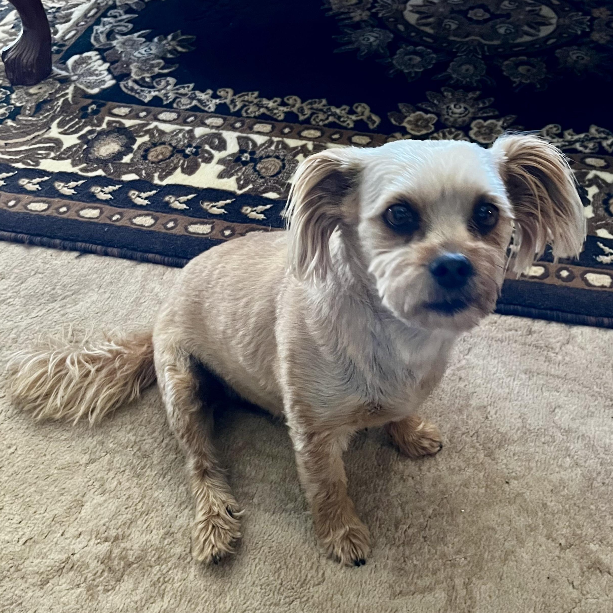 Butch, an adoptable Shih Tzu in Torrey, UT, 84775 | Photo Image 5